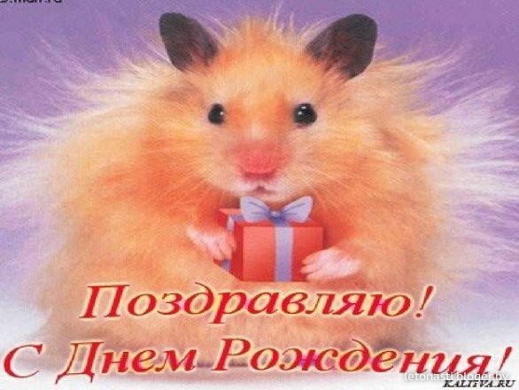С днем рождения с хомячком С днем рождения с хомячком