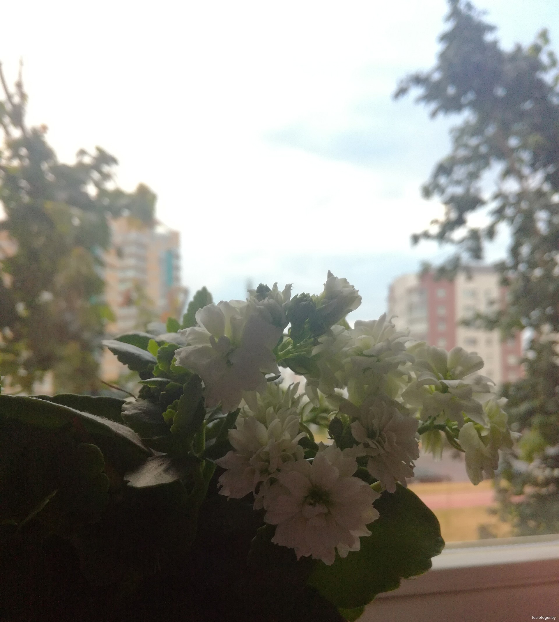 Хорошие цветки фото Хорошие цветки фото